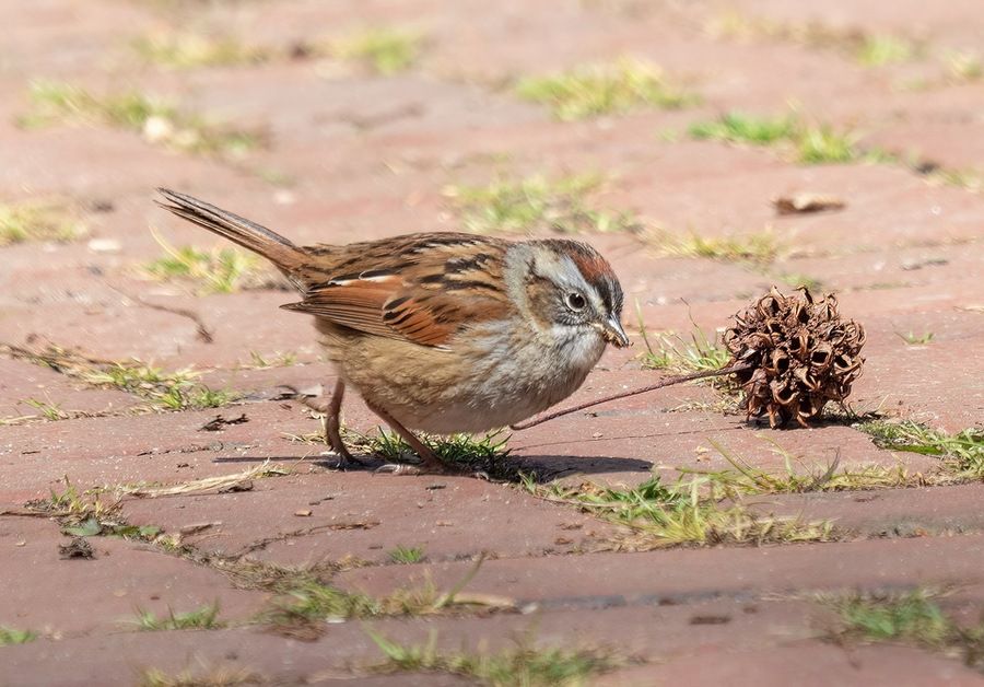 Swamp Sparrow in Prospect Park by Rhododendrites is licensed under CC BY-SA 4.0.